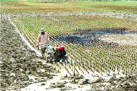Thủ tục chuyển mục đích sử dụng đất trồng lúa sang nuôi trồng thuỷ sản