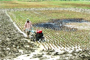 Thủ tục chuyển mục đích sử dụng đất trồng lúa sang nuôi trồng thuỷ sản